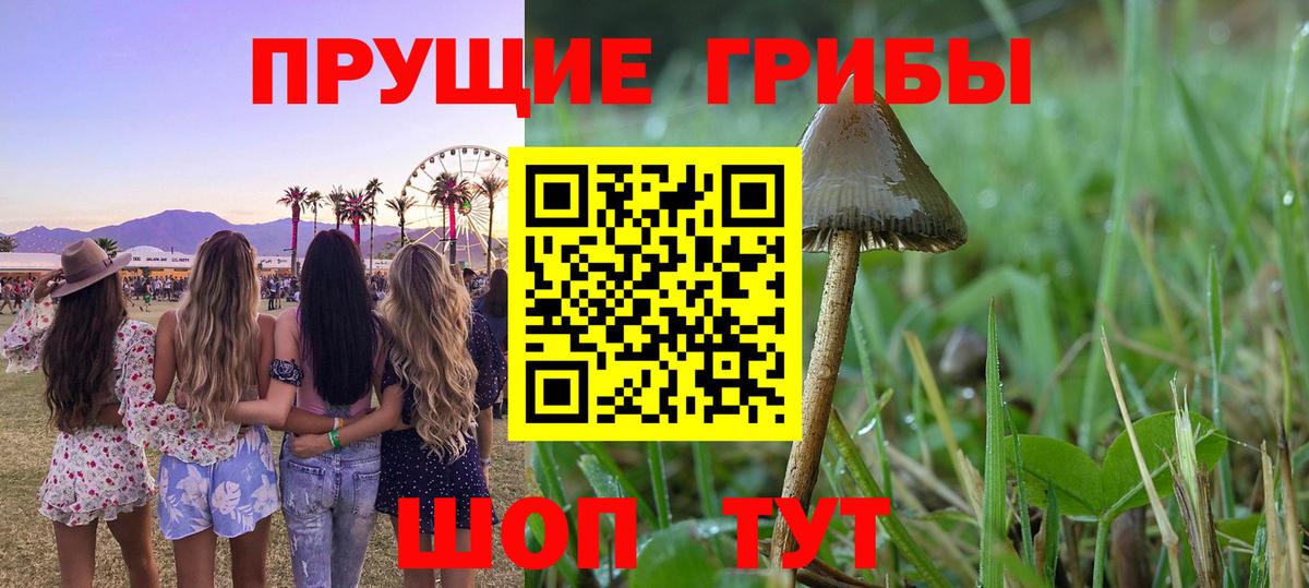 Курган  Псилоцибиновые грибы прущие грибы  Вход с VPN 